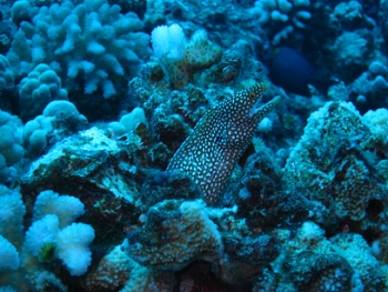 Diving around Maui